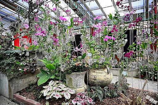 士林官邸以秋石斛為主角、觀葉植物為配角 共演秋季室內花雨秀！ - 旅遊經