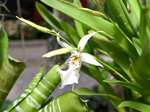 士林官邸新蘭亭「秋石斛與觀葉植物花卉展」 - 太陽網