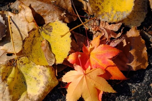 北海道瀧野紅葉祭10月4日開始！ - 太陽網