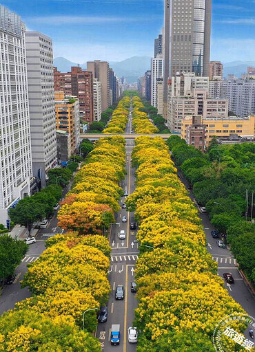 秋風吹拂欒樹 敦化南路成為最美街道，落下金雨盡顯浪漫 - 旅遊經