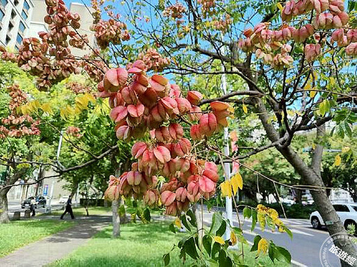 秋風吹拂欒樹 敦化南路成為最美街道，落下金雨盡顯浪漫 - 旅遊經