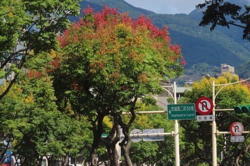 天母忠誠路欒樹林蔭大道秋意濃 - 太陽網