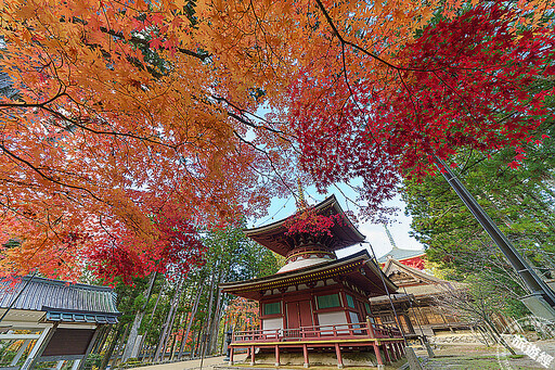 日本高野山此時「楓」景最美 蒐羅周邊10大必訪景點! - 旅遊經