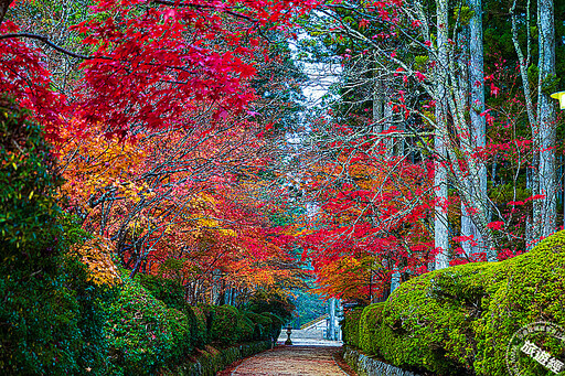 日本高野山此時「楓」景最美 蒐羅周邊10大必訪景點! - 旅遊經