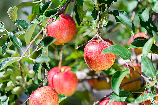 在台感受青森風情 日本豐葉蘋果「蘋安祈福祭」,有吃有玩,還能買更能抽機票! - 旅遊經