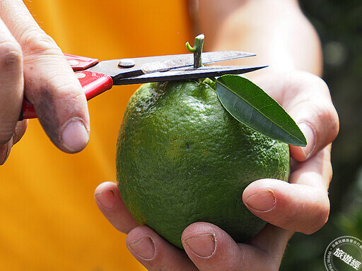 關子嶺泥湯深度遊 泡湯、嶺頂、水火同源與古剎禪意以及採果樂！ - 旅遊經