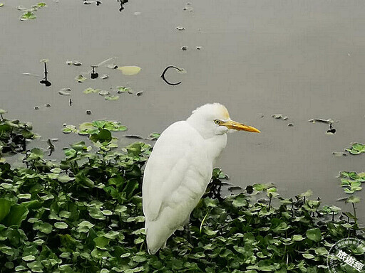 走進候鳥與沙灘植物祕境 邀您來場田寮洋小旅行！ - 旅遊經