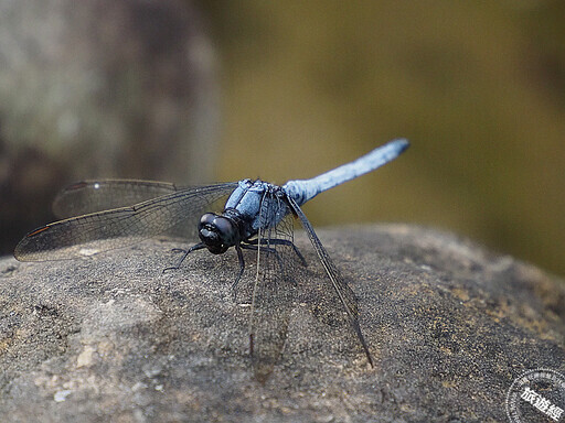 桃園大棟山「大湖坑」步道將開放 1.4公里「遊」煤礦產業及蜻蜓、豆娘生態! - 旅遊經