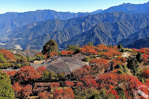 「阿里山」限定遊 攝影達人帶路，賞秋季夢幻楓景、磅礡雲海！ - 旅遊經