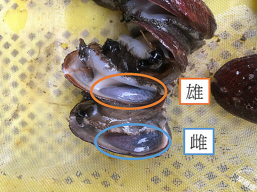 貢寮鮑養殖故事「鮑」你知 澳底漁港「貢饗鮮味」活動好康在「這裡」! - 旅遊經