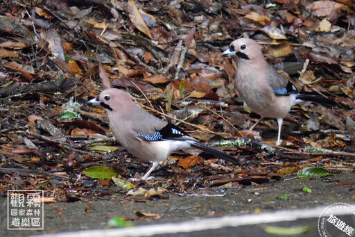 不一樣的元旦體驗 觀霧新年特典「新年數鳥嘉年華」賞鳥「趣」！ - 旅遊經