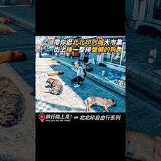 帶你逛逛北北印拉達克列城大市集街上睡一整排慵懶的狗 印度 北北印 列城 旅行路上見 - 旅行，路上。