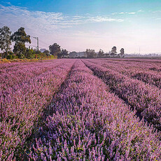 台版普羅旺斯和酷洛米現蹤桃園仙草嘉年華 這個時間段最美！ - 旅遊經