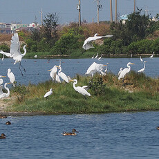與鳥兒相約在冬季 台南賞鳥6大目的地推薦！ - 旅遊經