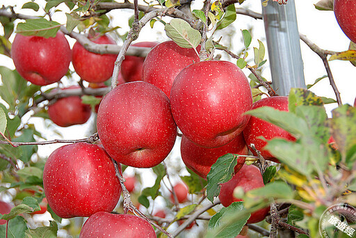 在台也能感受「秋田」之美 秋田舞妓、生剝NAMAHAGE太鼓、秋田犬邀您齊聚華山! - 旅遊經