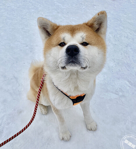 在台也能感受「秋田」之美 秋田舞妓、生剝NAMAHAGE太鼓、秋田犬邀您齊聚華山! - 旅遊經