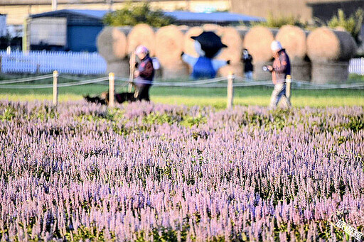 桃園仙草嘉年華「紫邀你」 9大「酷洛米」主題裝置穿梭浪漫紫色花海 - 旅遊經