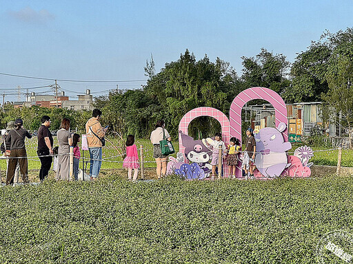 桃園仙草嘉年華「紫邀你」 9大「酷洛米」主題裝置穿梭浪漫紫色花海 - 旅遊經