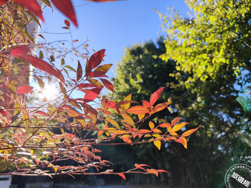 大雪山森遊區躍升國際賞鳥勝地,目前楓紅3成 「森chill竹杖健走」慶40! - 旅遊經