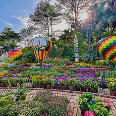 士林官邸菊展明(28)日登場 最佳賞花期12月上旬！ - 旅遊經