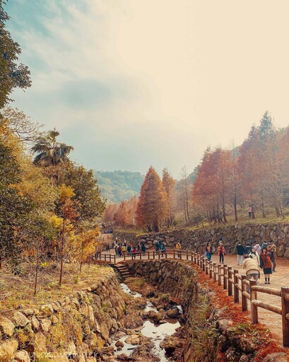 全台景點｜秋冬不可錯過的6大落羽松秘景，彷彿是一幅大自然的畫作