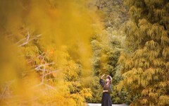 全台景點｜秋冬不可錯過的6大落羽松秘景，彷彿是一幅大自然的畫作
