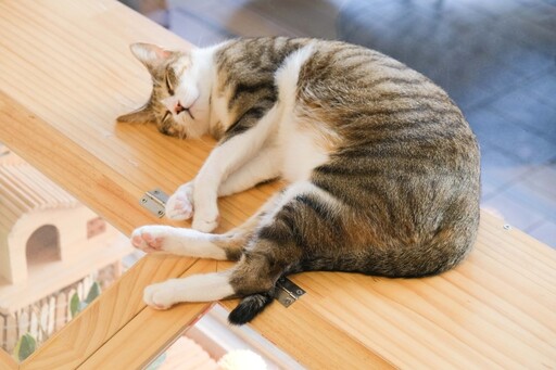 板橋療癒系貓咪咖啡廳｜「7喵」環繞 陪伴度過愜意的午後！