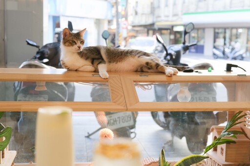 板橋療癒系貓咪咖啡廳｜「7喵」環繞 陪伴度過愜意的午後！