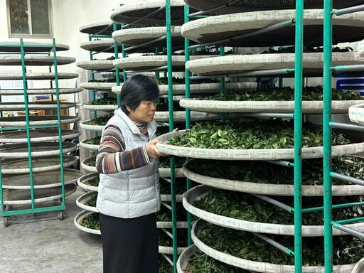 南投茶葉專家│經典合歡高冷茶順口回甘自然農法施作更安心