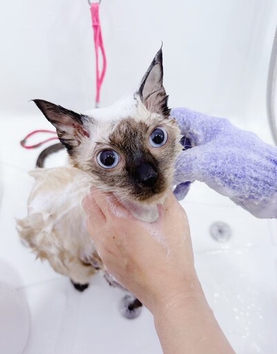 台南寵物SPA首選！貓咪洗澡好去處 專業美容師的極致服務！