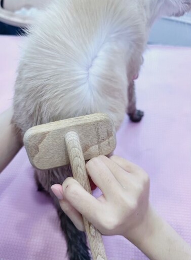 台南寵物SPA首選！貓咪洗澡好去處 專業美容師的極致服務！
