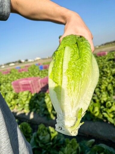 新鮮蔬菜吃不怕！田園採摘逐一檢驗 合格認證農藥不殘留！