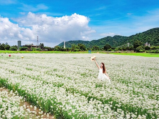 「九月雪」飄落桃園！浪漫韭菜花海、5大裝置藝術超好拍！