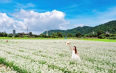 「九月雪」飄落桃園！浪漫韭菜花海、5大裝置藝術超好拍！