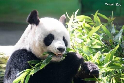 中秋佳節到動物園賞月！月夜柚燈、露天電影共享親子時光