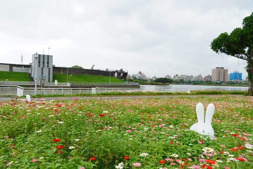 2024關渡花海‧花續北投11/2浪漫登場！雙展區帶領探秘花海