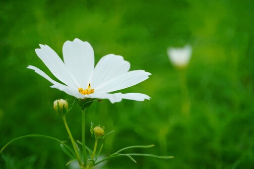 2024關渡花海‧花續北投11/2浪漫登場！雙展區帶領探秘花海