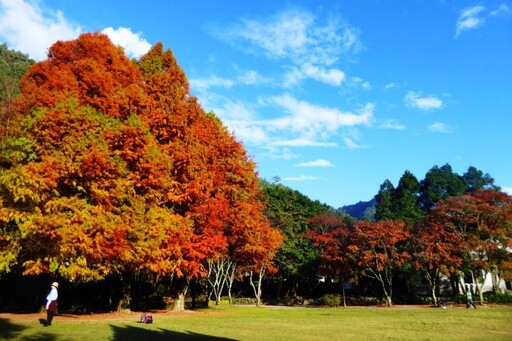 南投秋季賞楓趣！「奧萬大30週年慶」各式活動驚艷登場！