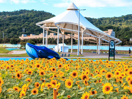 「台北市河濱花之饗宴」11月浪漫登場！自然系千坪水岸花海