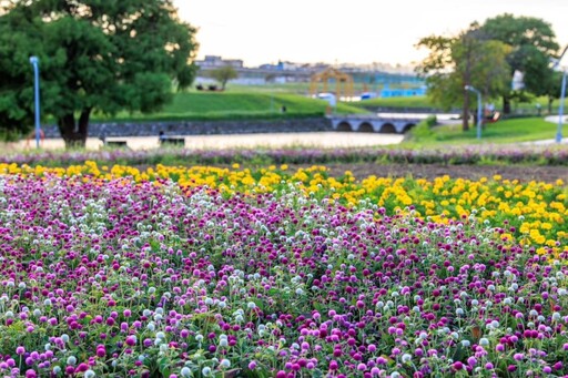 「台北市河濱花之饗宴」11月浪漫登場！自然系千坪水岸花海