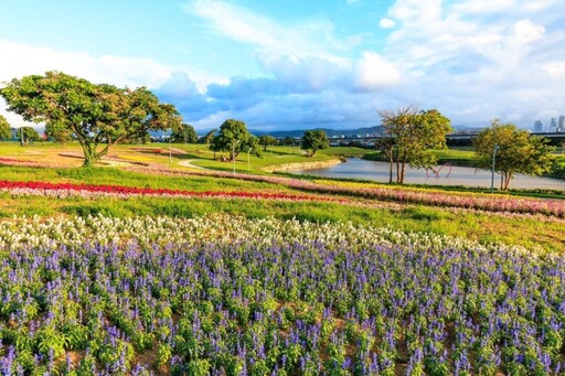 「台北市河濱花之饗宴」11月浪漫登場！自然系千坪水岸花海