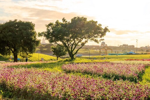 「台北市河濱花之饗宴」11月浪漫登場！自然系千坪水岸花海