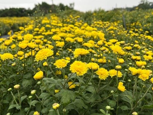 銅鑼杭菊生活節11/16登場！白雪、金黃杭菊花海體驗濃濃秋意