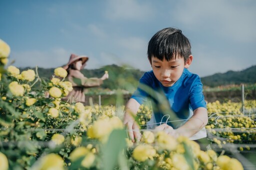 銅鑼杭菊生活節11/16登場！白雪、金黃杭菊花海體驗濃濃秋意