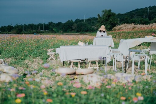 銅鑼杭菊生活節11/16登場！白雪、金黃杭菊花海體驗濃濃秋意