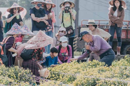 銅鑼杭菊生活節11/16登場！白雪、金黃杭菊花海體驗濃濃秋意