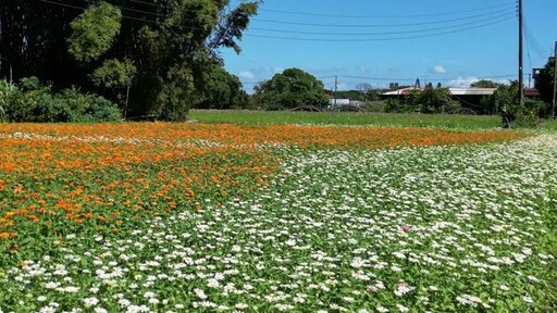 2024大溪水岸花卉11/16綻放！結合農村風情花田圖騰驚艷登場