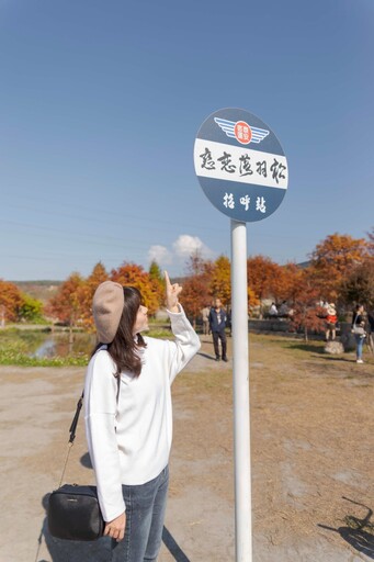 后里泰安「羽粼落羽松」變色了！詩畫般景致秋冬打卡聖地！