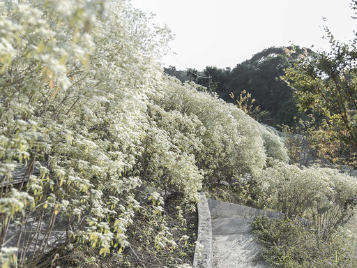 秋冬必賞！新社純白花海浪漫登場！白雪木花海如夢似幻