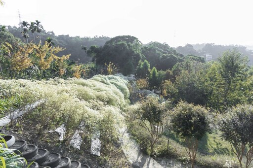 秋冬必賞！新社純白花海浪漫登場！白雪木花海如夢似幻